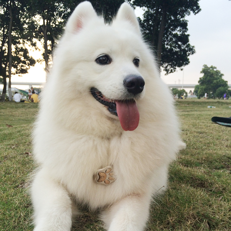 专为喵星人设计的GPS卫星追踪器