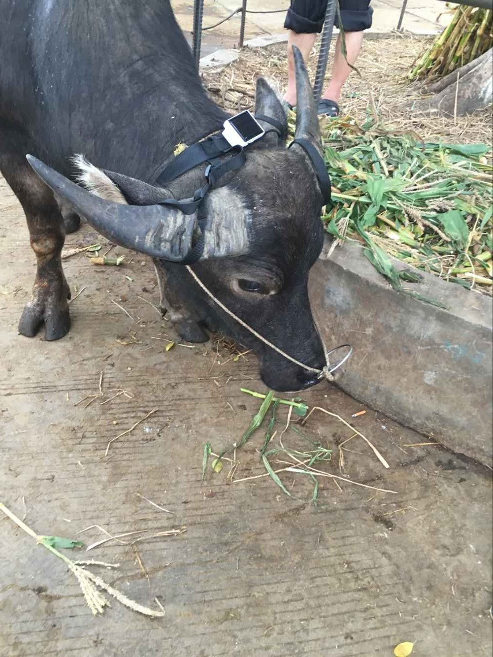 带在扭脖子上的GPS定位器 太阳能自动充电 永久待机