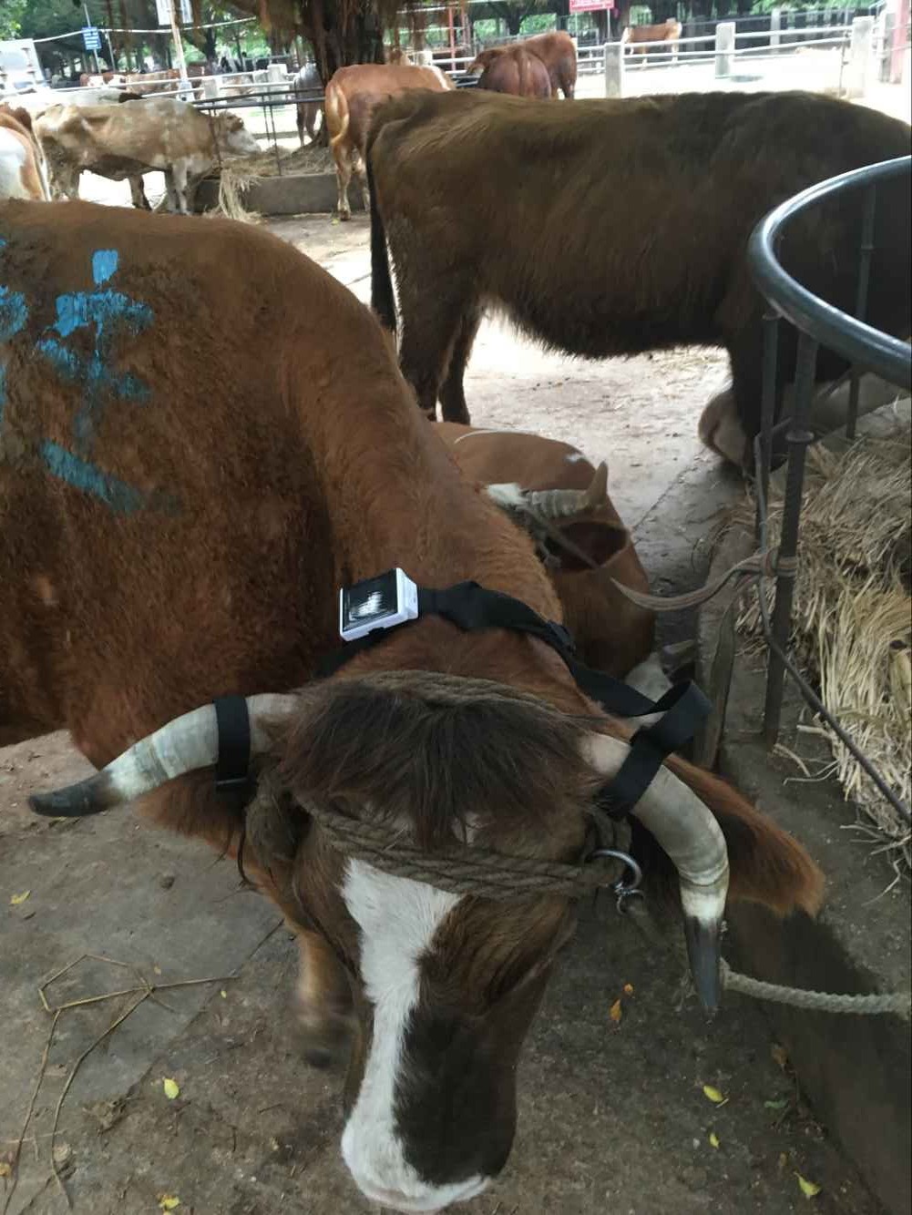 养牛GPS定位系统GPS定位器