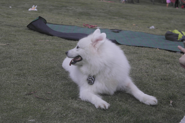 宠物GPS定位器 你的宠物新宠哦